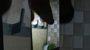 Господя я ору в какао кот накакал
