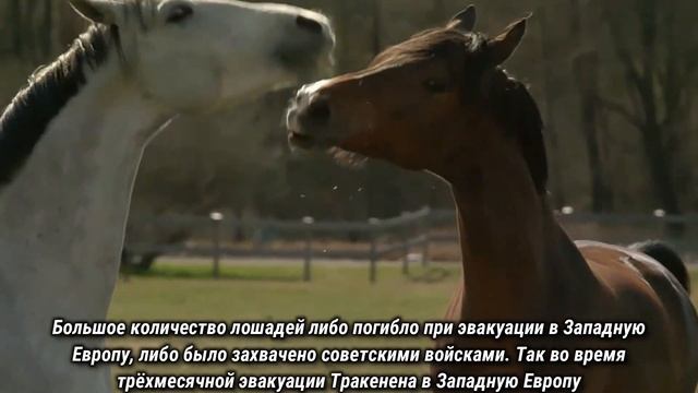 Тракененская лошадь. смотреть онлайн