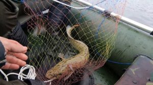 Налим весной на джиг.