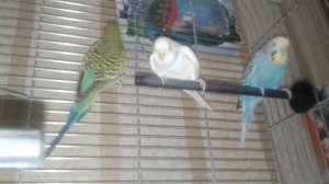 Большая семья волнистых попугаев в одной клетке