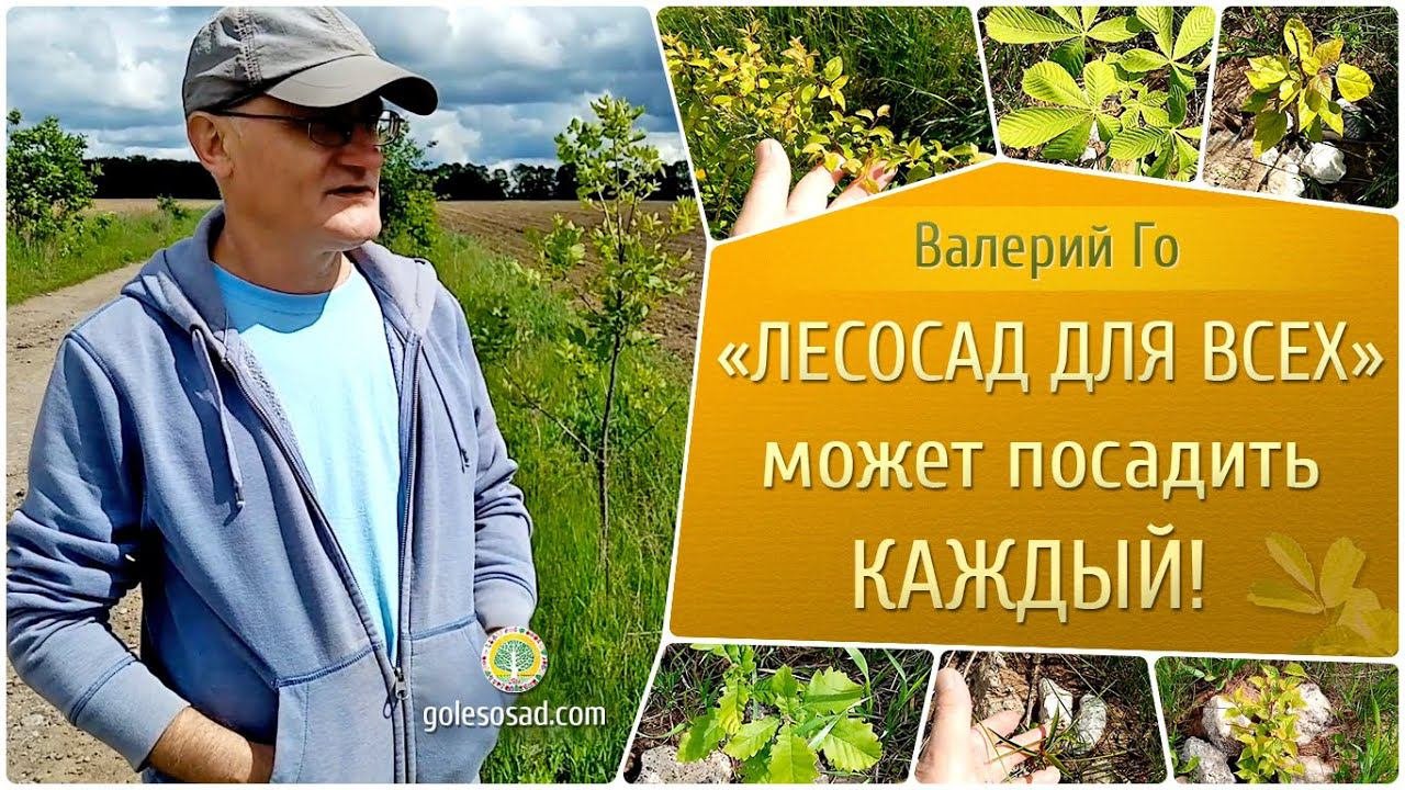 Лесосад для всех - может посадить каждый!