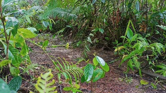 RC Rock Crawler 4x4 Climbing Up Slippery Hill