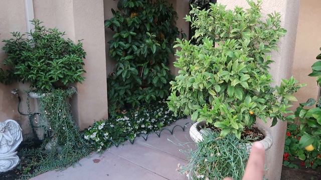 Citrus Growing Tips (Kumquats) Feeding  / Watering / Up-Potting / Mulching / #citrustips #ediblegar