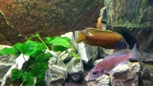 Аулонокары