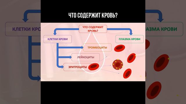 Что содержит кровь? #составкрови #анализкрови