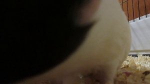 Морские свинки скрытой камерой папа свин хорошие домашние животные,.mp4