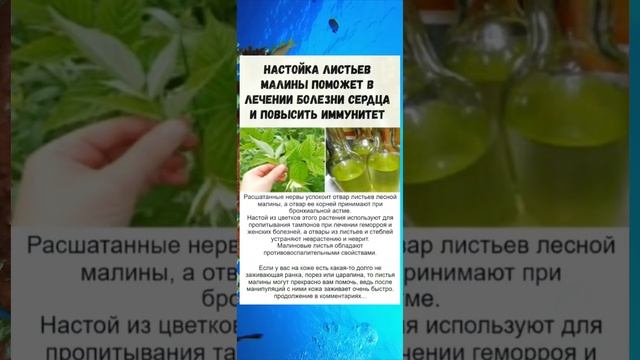 Листья малины от стресса и для здоровья сердца ??