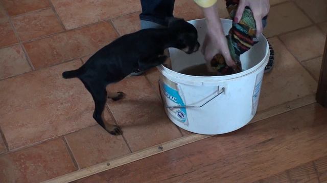 Dog do not  wontе work  or "ju-ja  fоо-о-о!!! " смотреть онлайн