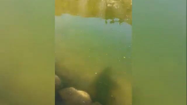 Внесение хлореллы в декоративный водоем. Как меняется прозрачность воды. Реальный отзыв. Ялта 2022
