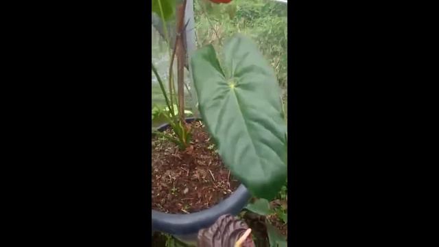Anthurium Bunga Red King Obaki смотреть онлайн