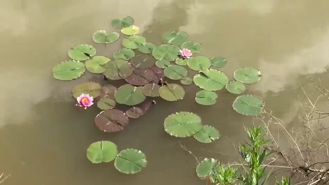 В пруду зацвёл Лотос смотреть онлайн