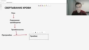 Свертывание крови | Образование тромба | Последовательность свертывания крови ЕГЭ биология