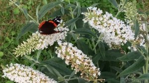 Буддлея  WHITE BALL - куст в живых цветах. Загородная Жизнь.