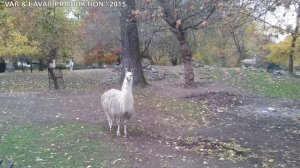 #61 Как выглядит зоопарк в Варшаве.