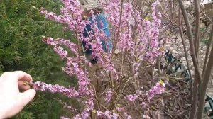 Дафна цветёт (Daphne mezereum), волчье лыко, волчеягодник обыкновенный