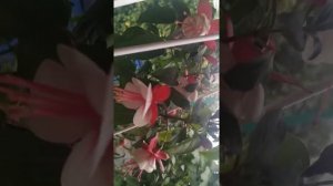 фуксия Dollar Princess и Aretes Arroyo Grande