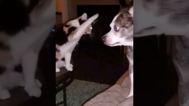 Безпалевность