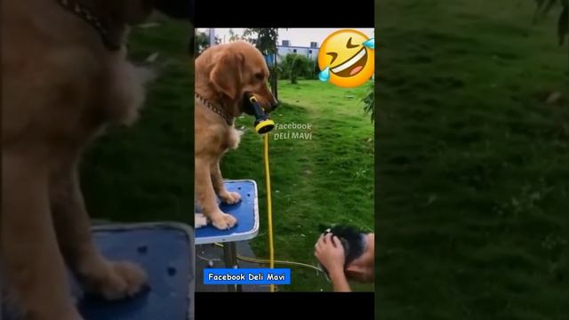 Прикол ???