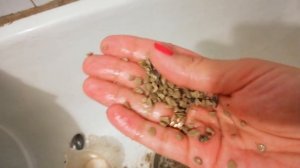 Цеолит из кошачьего наполнителя...