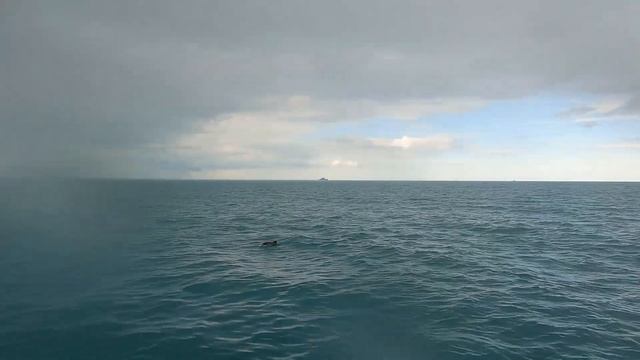 Дельфины и КИТЫ в ТЕРИБЕРКЕ | Рыбалка в Баренцевом море, Мурманская область | Морская Часть 2 смотреть онлайн