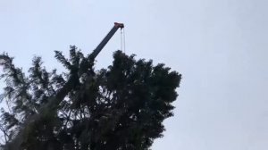 Как рубят новогоднюю елку для Екатеринбурга
