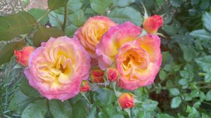 Июль в Саду 23 и 31 июля 2023