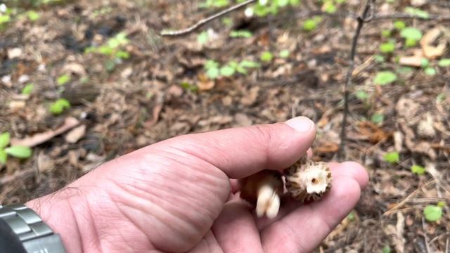 ВЕСТИ ИЗ ЛЕСА 18 МАЯ! Грибник встретил СОБАКУ! ЗОЛОТЫЕ СМОРЧКИ в СКАЗОЧНОМ лесу! ЧЕРЕМША! Грибы 202 смотреть онлайн