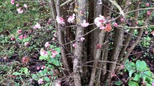 Viorne de Bodnant ' Viburnum bodnantense Dawn' Belle cépée parfumée à l'oeillet