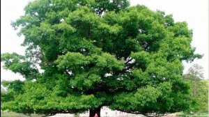 Природные зоны Южной Америки. География 7 класс.