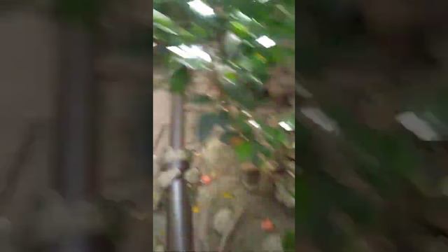 Китайски хибискус смотреть онлайн