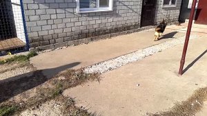 Радость собаки при встрече с хозяином.