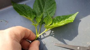 Укоренение верхушек сверхострого перца. Укоренение побегов перца.