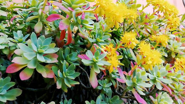 Relaxing Piano Music with Aeonium Nobile Succulents 🎵 Meditate, Study I Therapeutic Relaxing Music смотреть онлайн