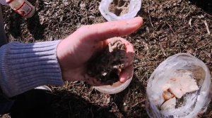 Рыбалка в городе Майкоп. Без червячка - карась на полкило