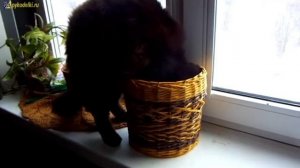 Забавный кот Нюшик в плетеной корзинке / Funny cat and wicker basket