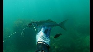 Подводная охота в черном море 2023. Июль.