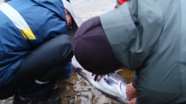 Анабарское плато. Сплав по реке Котуйкан. 2011 год. смотреть онлайн