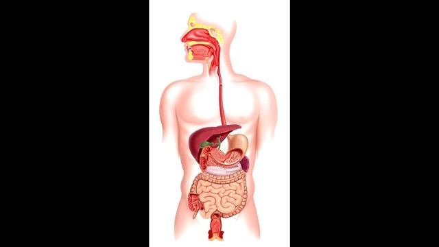 Анатомия. Пищеварение и всасывание