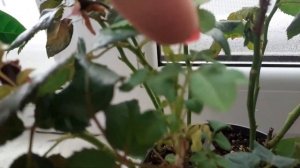 Роза из магазина. Как спасти. Мой опыт.