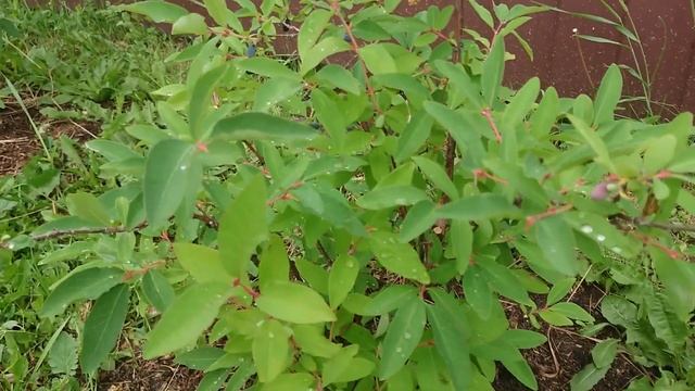 Супер ягода! Жимолость голубика. Легко и просто. смотреть онлайн