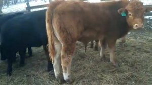 порода абердин-ангус