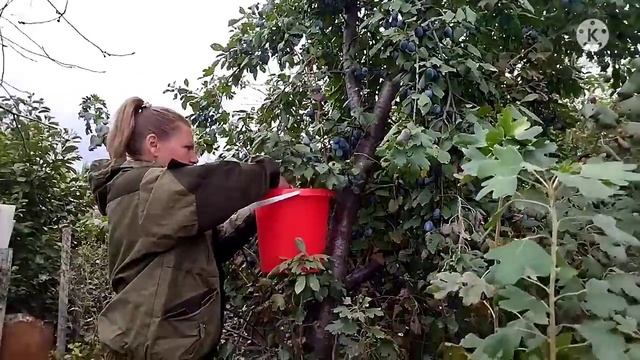 переезд из Сибири на Юг/ЧАСТЬ 1/наморозили чернослива/замёрзли, запускаем отопление смотреть онлайн
