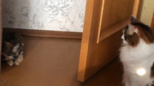 ЩЕНОК ЧИХУАХУА ЗНАКОМИТСЯ С КОТОМ