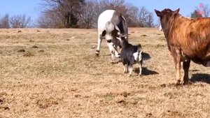 Козлы и Бараны в Деле... Козы против людей машин лошадей и коров!