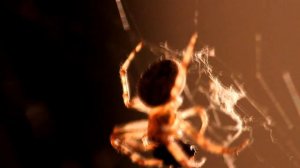 Spider. Spinne. Паук на паутине и его добыча.