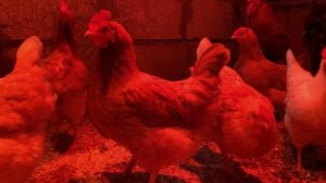 Как живут КУРЫ ЗИМОЙ | В курятнике ТЕПЛО