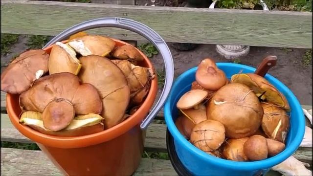 ЯДОВИТЫЕ ИЛИ СЪЕДОБНЫЕ ГРИБЫ? СТРАШНО СОБИРАТЬ! смотреть онлайн