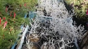 Калацефалус. Результаты укоренения.
