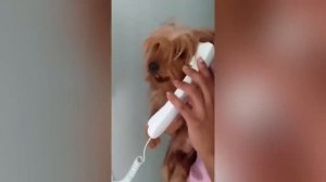 40 МИНУТ СМЕХА ДО СЛЁЗ_ ПРОСТО НЕВООБРАЗИМЫЙ УГАР И ПРИКОЛЮХА ЛУЧШИХ ПРИКОЛОВ #2 (1)