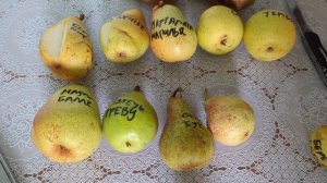 Вересневе дево, Бере Суперфен, Весільна, Осінь Буковини мадам балле, Маргарита Марилья, Сікотель